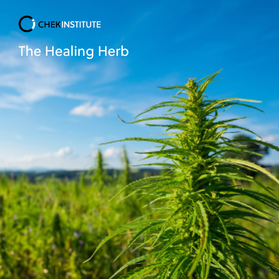 The Healing Herb: A Holistic Guide to Cannabis – Chek Institute